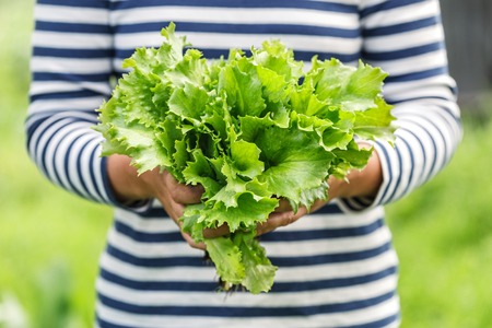 fresh green lettuce leaf close upの写真素材