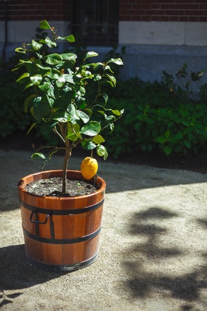 lemon tree in a tub on a sunny day.の写真素材