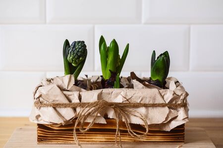 young hyacinths in a wooden boxの写真素材