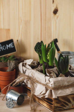 Young hyacinths in a wooden boxの写真素材