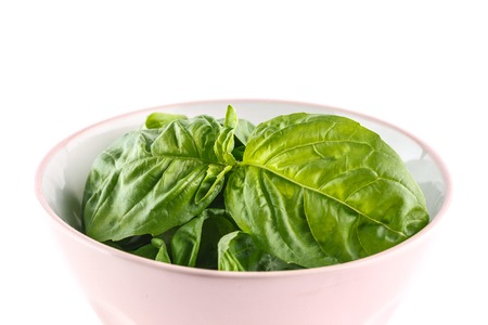 Close up studio shot of fresh green basil herb leaves in pink bowl isolated on white background.の写真素材