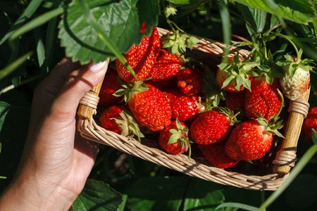 fresh red strawberry. Strawberry harvest. Summertime photoの写真素材