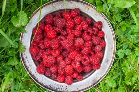 fresh harvest raspberries in metal plate on greenery background