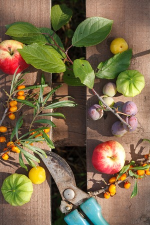 fresh harvest of home fruits and berries. Apples, plums, physalis, sea buckthorn on a wooden table...