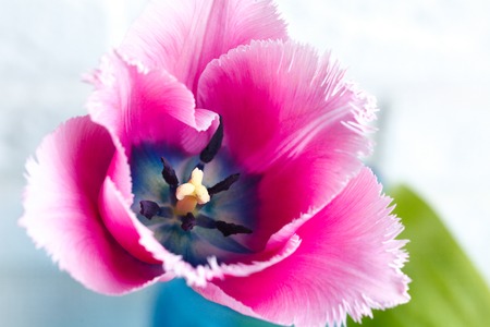 one purple Tulip on white brick wall background. Closeupの写真素材