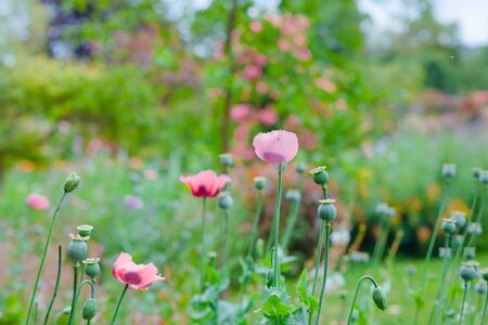 Giverny. France. flowers in Monets garden.の写真素材