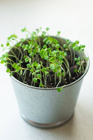 Arugula sprouts in a metal pot. macro food photo. Arugula sprouts, Green seedlings and young plants, a healthy micro-plant.の写真素材