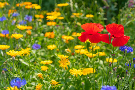 yellow, blue and red wildflowers. Horizontal