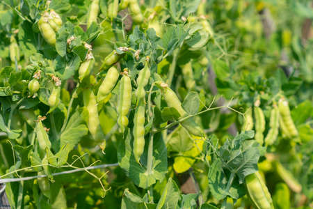 Peas growing on the farm. Pea pods are ripeの写真素材