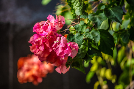 Bougainvillerの写真素材