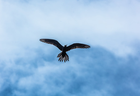 BIRD FROM FRENCH POLYNESIAの写真素材