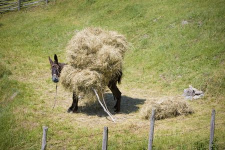 Donkey loaded with bindle of hayの写真素材