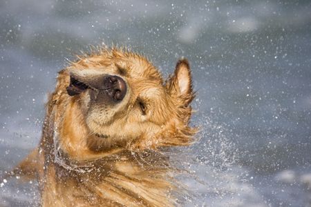 Golden retriever shaking head at the beachの写真素材
