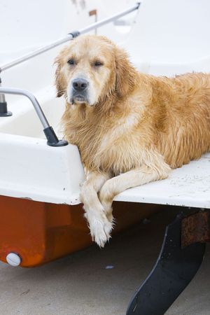 Golden retriever laying on a water - wheel