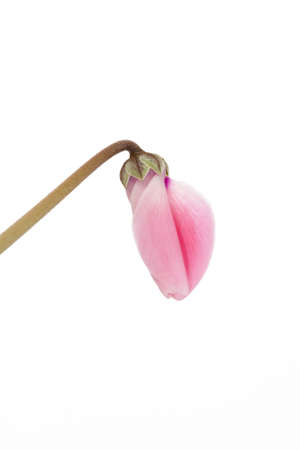 Close up of a Cyclamen flowerの写真素材