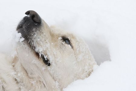 Golden retriever laying in the snow
