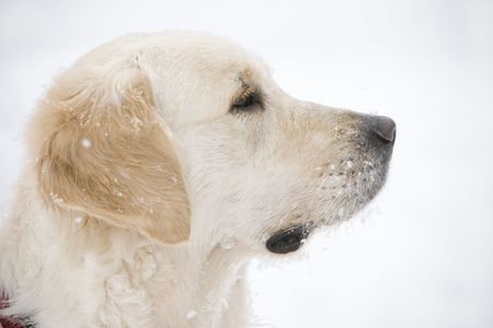 Head of a Golden retriever
