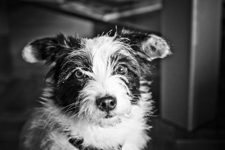 Black and white portrait of a little terrier
