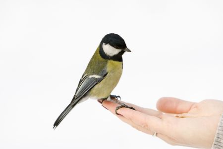 Great Tit alighted on a woman's handの写真素材