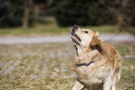 Golden retriever looking upwardの写真素材