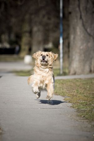 Golden retriever running fast