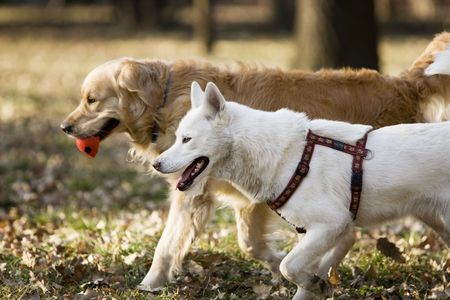 Two dogs in the park