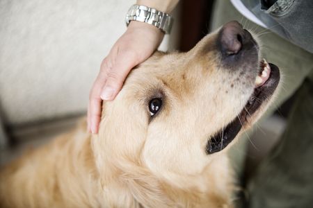 Hand caressing dog's head Hand caressing dog's head
