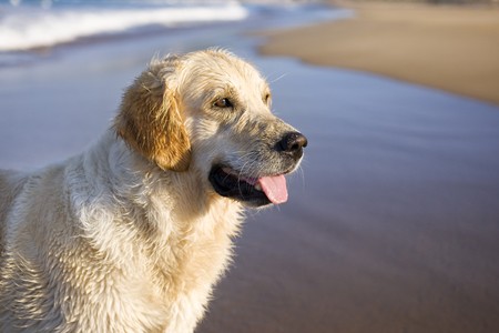 Golden retrieverの写真素材