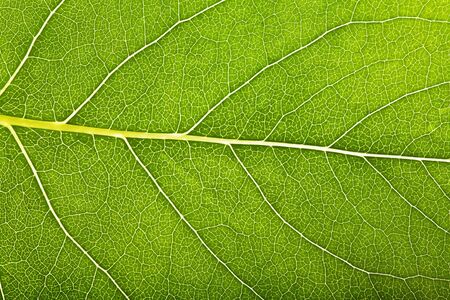 Green leaf