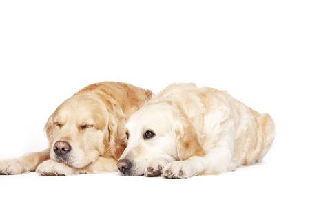 Two Golden Retrievers isolated on white