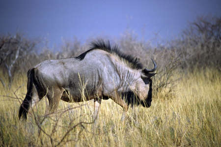 NAMIBIAの写真素材