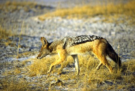 NAMIBIAの写真素材