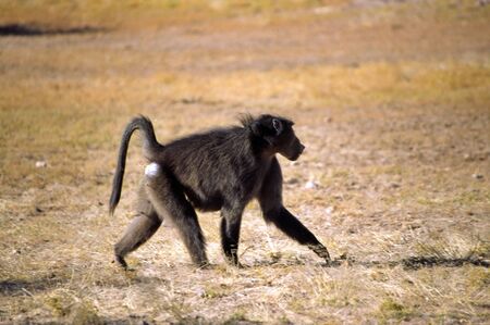 NAMIBIAの写真素材