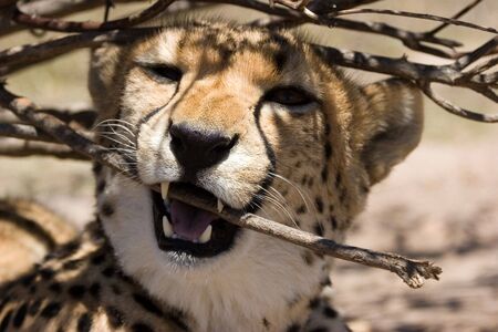 CHEETAH, SOUTH AFRICAの写真素材