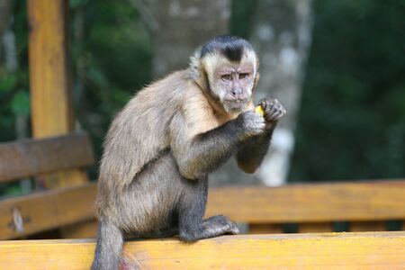 MONKEY, SOUTH AMERICAの写真素材