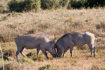 ADDO ELEPHANT PARK, SOUTH AFRICAの写真素材