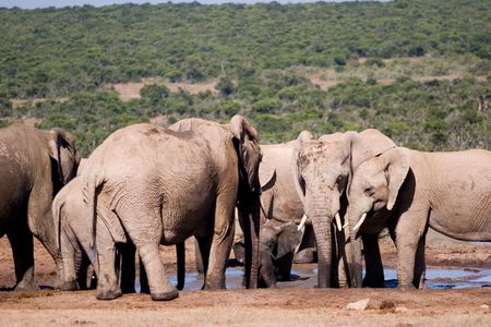 ADDO ELEPHANT PARK, SOUTH AFRICAの写真素材