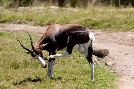 ANTILOPEの写真素材