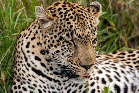 KRUGER PARK, SOUTH AFRICAの写真素材