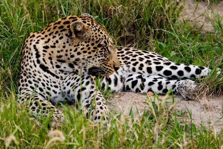 KRUGER PARK, SOUTH AFRICAの写真素材