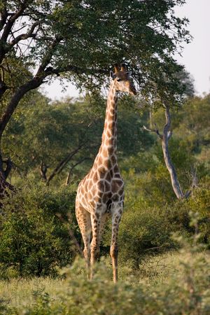 KRUGER PARK SOUTH AFRICAの写真素材