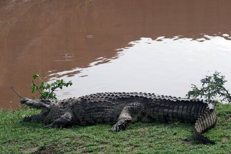THE RIVER MARA, KENYAの写真素材