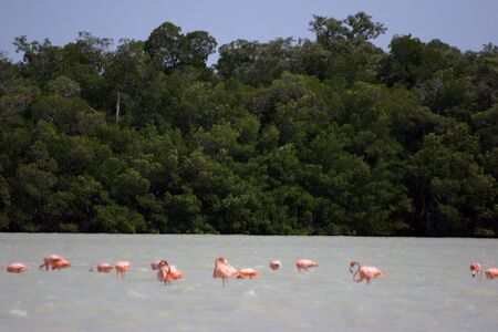 A LANDSCAPE OF THE LAGOON OF CELESTUN, MEXICOの写真素材