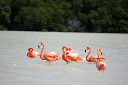 THE FLAMINGOSの写真素材