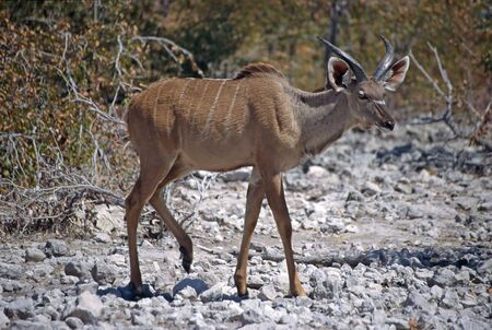 kudu at etosha parkの写真素材