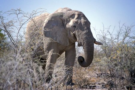 old elephantの写真素材