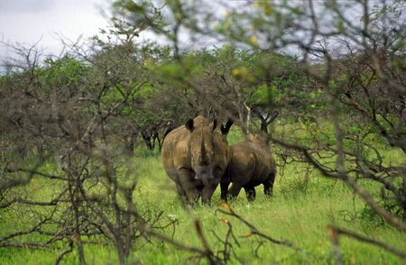 rhino at hluhluwe