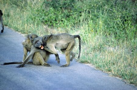 baboon playingの写真素材