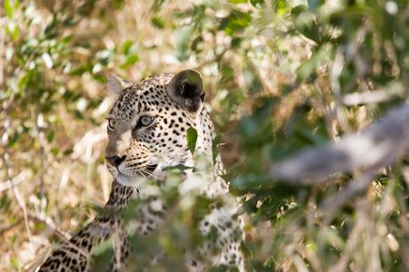 leopard in the wild of sabi sandsの写真素材