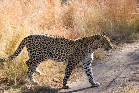 leopard in the bushの写真素材